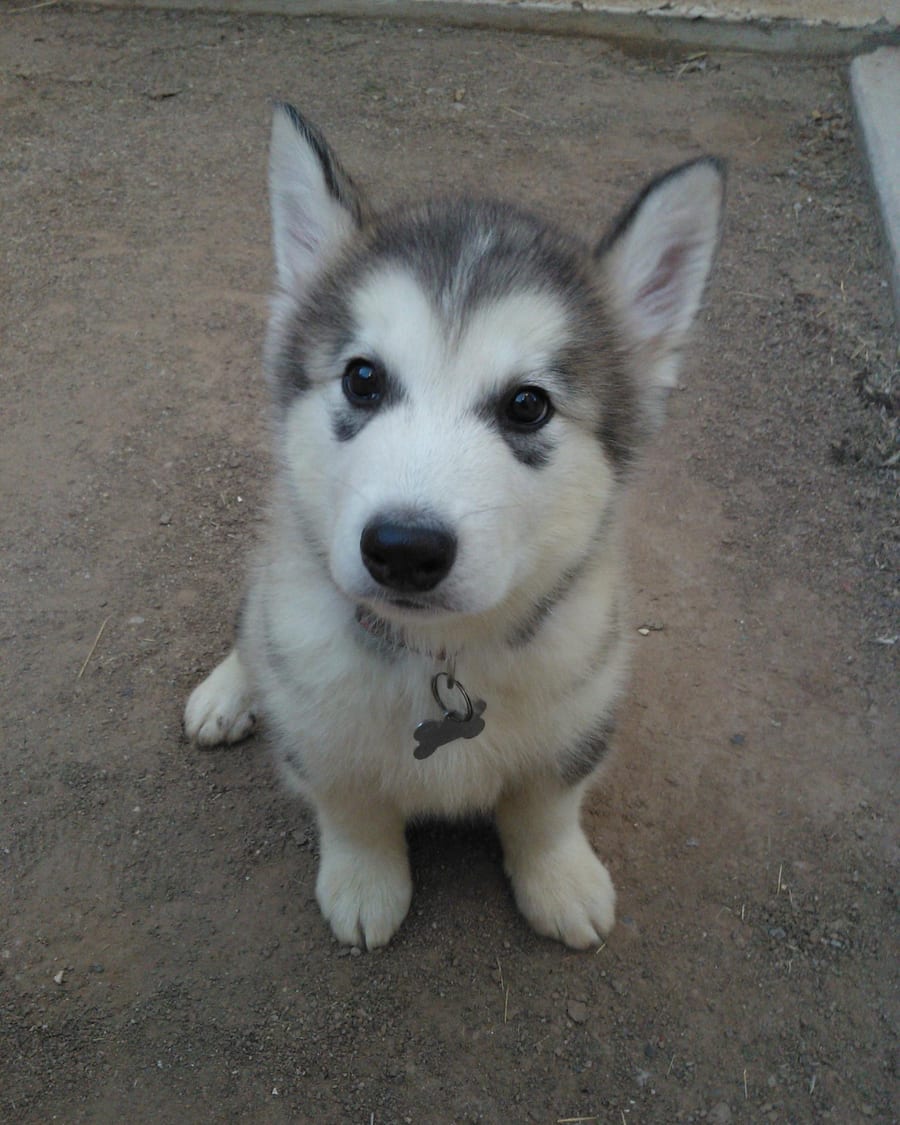 Chiot malamute assis, regard direct
