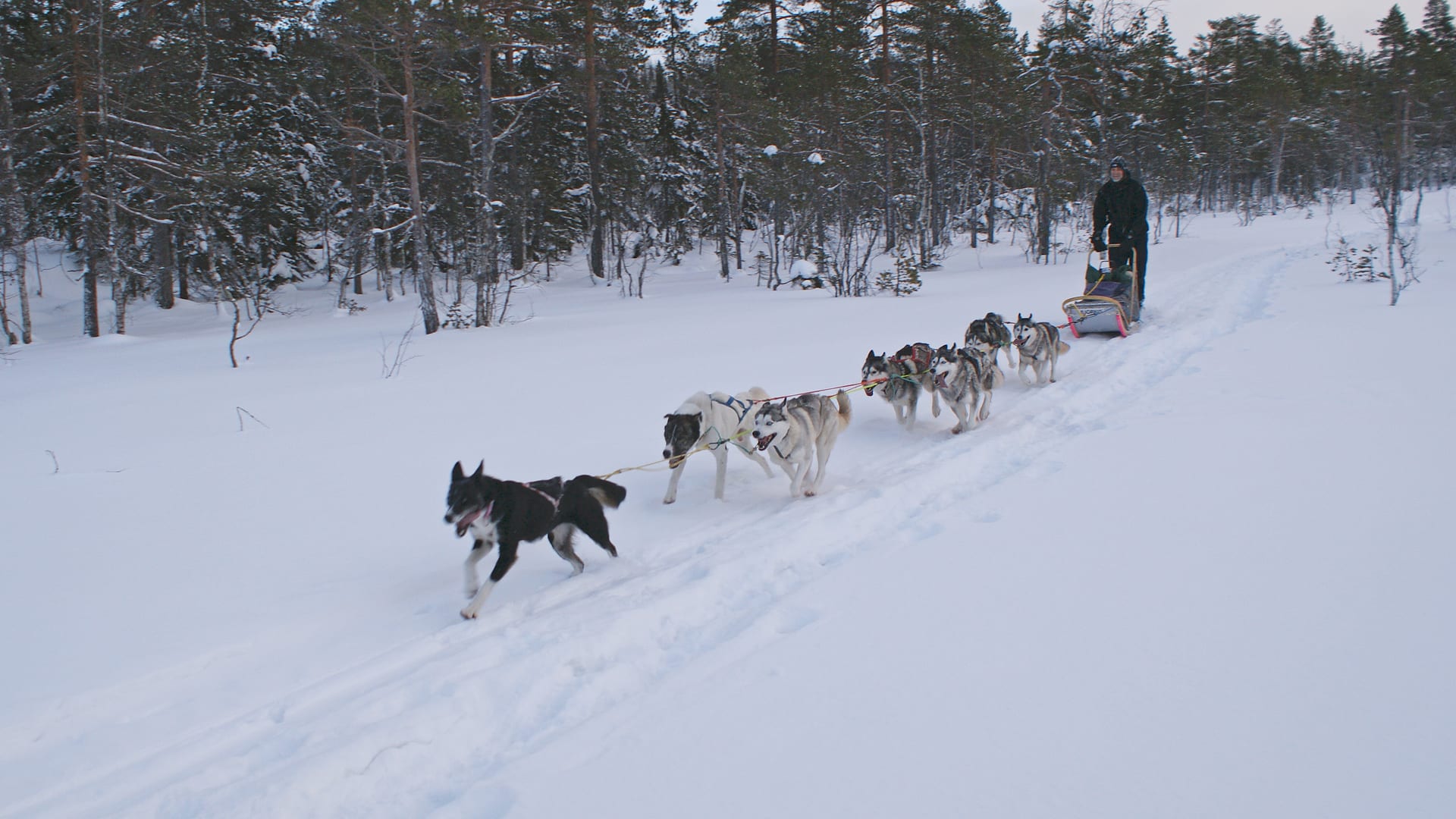 Attelage de chiens nordiques filant sur un sentier enneigé en forêt