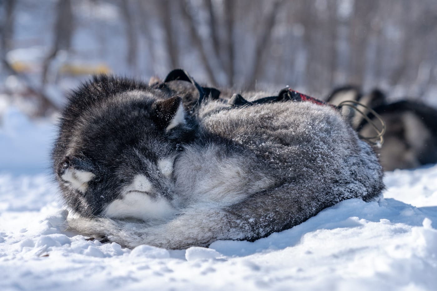 Chien nordique enroulé et blotti dans la neige après une sortie
