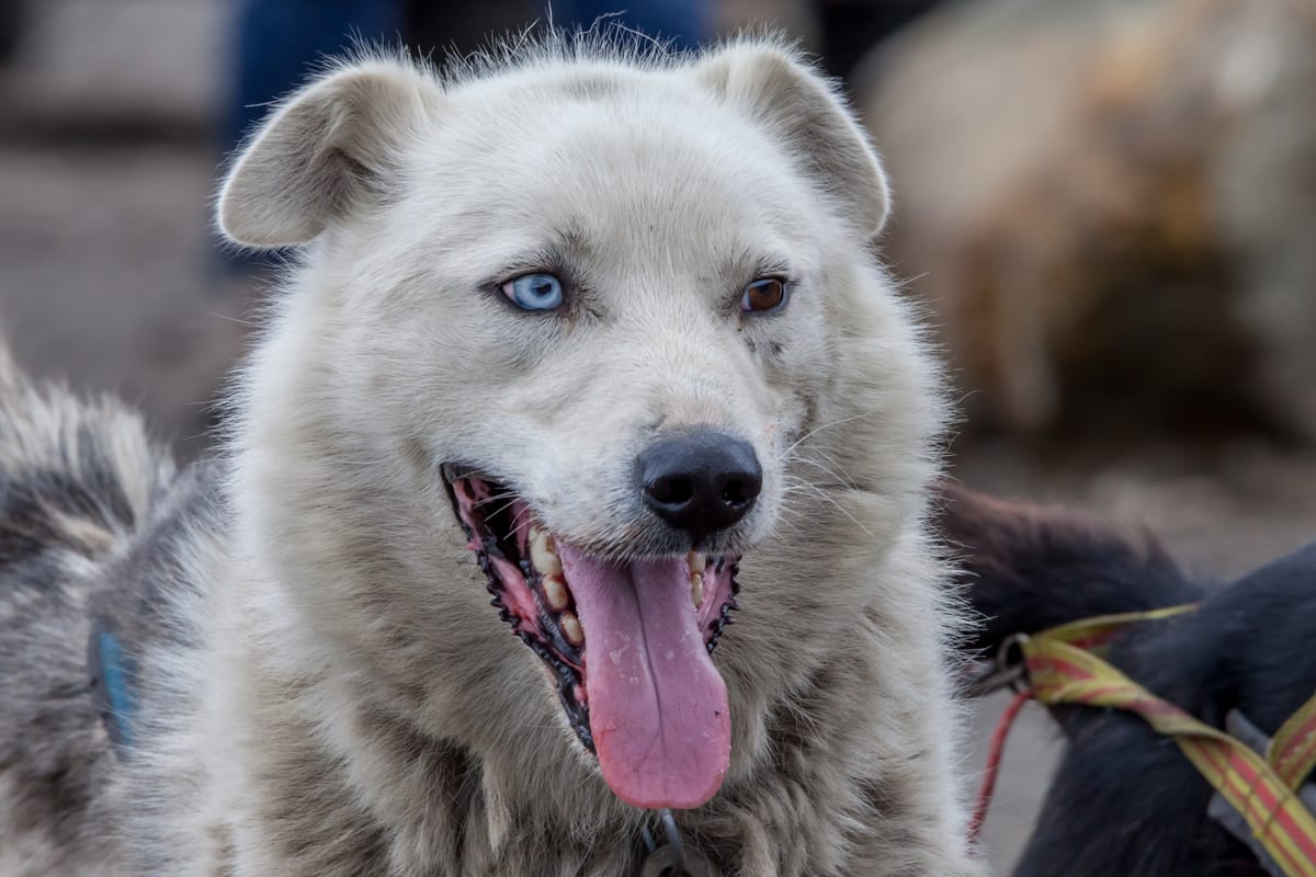 Portrait d'un chien nordique aux yeux vairons, langue sortie
